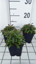 Planten Veronica spicata 'Heidekind'   pot 9x9 cm  