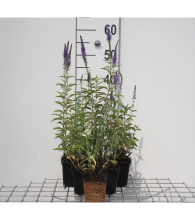 Planten Veronica spicata   pot 9x9 cm
