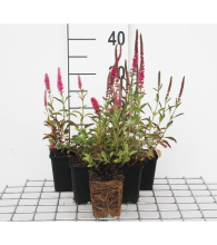 Planten Veronica spicata 'Rotfuchs'   pot 9x9 cm  