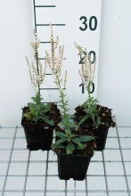 Planten Veronicastrum virginicum 'Album'   pot 9x9 cm  