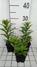 Planten Veronicastrum virginicum 'Diana'   pot 9x9 cm  