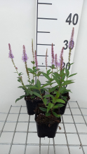 Planten Veronicastrum virginicum 'Fascination'   pot 9x9 cm  