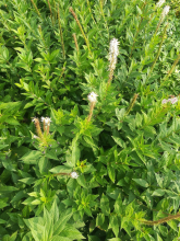 Planten Veronicastrum virginicum   pot 9x9 cm