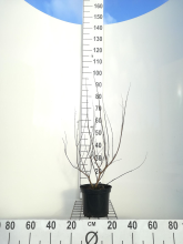 Planten Vitex agnus castus f. Latifolia   pot   30 40 cm