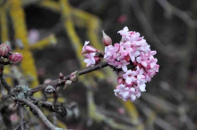 Planten Viburnum x bodnantense 'Dawn'   pot 25L   100 125 cm