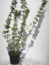 Planten Viburnum x carlcephalum   pot 12L   80 100 cm