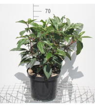 Planten Viburnum davidii   pot 15L   50 60 cm