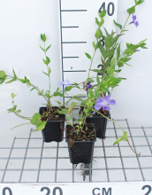 Planten Vinca difformis   pot 9x9 cm