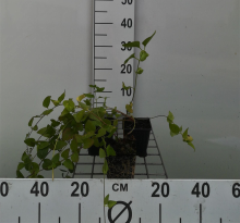 Planten Vinca major   pot 9x9 cm