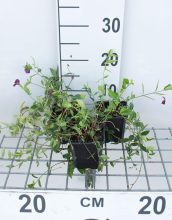 Planten Vinca minor 'Atropurpurea'   pot 9x9 cm