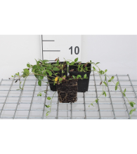 Planten Vinca minor 'Gertrude Jekyll'   pot 9x9 cm