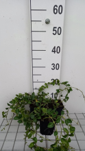 Planten Vinca minor 'La Grave'   Kleine Maagdenpalm   pot 9x9 cm  