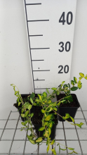Planten Vinca minor 'Cahill' (Illumination)   pot 9x9 cm  