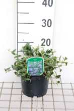 Planten Vinca minor   pot 2L   30 40 cm  