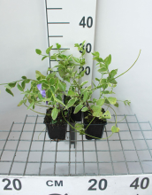 Planten Vinca major 'Variegata'   pot 9x9 cm  