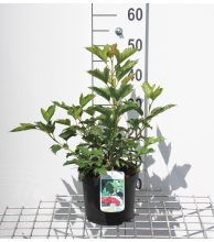 Planten Viburnum opulus 'Compactum'   pot   25 30 cm  