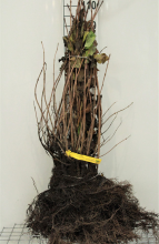 Planten Viburnum opulus   blote wortel   60 90 cm   3 5 takken