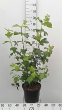 Planten Viburnum opulus 'Roseum'   pot 10L   80 100 cm  