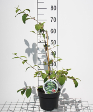 Planten Viburnum plicatum 'JWW1' (Kilimandjaro)   pot 3L   50 60 cm