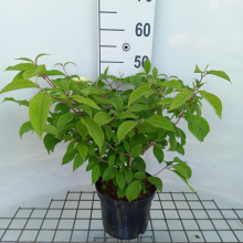 Planten Viburnum plicatum 'Lanarth'   pot   40 60 cm