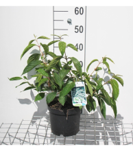 Planten Viburnum plicatum 'Mariesii'   pot   40 60 cm