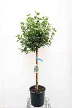 Planten Viburnum tinus 'Eve Price'   pot 18L   halfstam boom