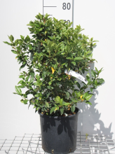 Planten Viburnum tinus 'Eve Price'   pot 10L   60 80 cm