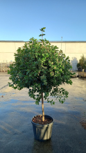 Planten Viburnum tinus 'Eve Price'   pot 45L   halfstam boom