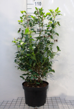 Planten Viburnum tinus   pot   80 100 cm