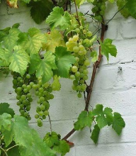Planten Vitis 'Vroege van der Laan'   pot   50 60 cm  