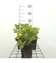 Planten Waldsteinia geoides   pot 9x9 cm  
