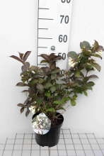 Planten Weigela 'Courtacad1'   pot   30 40 cm