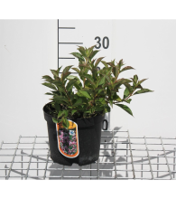 Planten Weigela florida 'Plangen' (Pink Poppet)   pot   30 40 cm