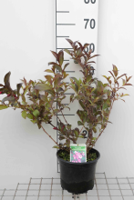 Planten Weigela florida 'Alexandra'   pot   40 50 cm