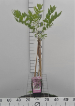 Planten Wisteria floribunda 'Honbeni'   pot   50 60 cm  