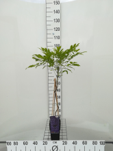 Planten Wisteria floribunda 'Kyushaku'   pot   50 60 cm
