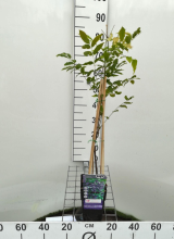Planten Wisteria floribunda 'Yae kokuryu'   pot   50 60 cm