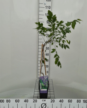 Planten Wisteria sinensis 'Prolific'   pot   50 60 cm
