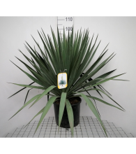 Planten Yucca gloriosa   pot 15L   60 80 cm