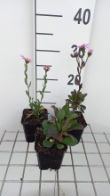 Planten Aster amellus 'Rosa Erfüllung'   pot 9x9 cm