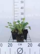 Planten Geum chiloense 'Lady Stratheden'   pot 9x9 cm  