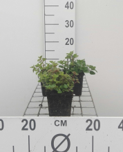 Planten Oregano, wilde marjolein, palingkruid   pot 9x9 cm (Origanum vulgare)  