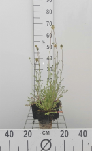 Planten Kleine pimpernel   pot 9x9 cm (Sanguisorba minor)  