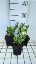 Planten Aster ageratoides 'Starshine'   pot 9x9 cm  