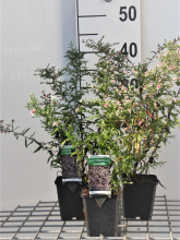 Planten Aster lateriflorus 'Horizontalis'   pot 9x9 cm