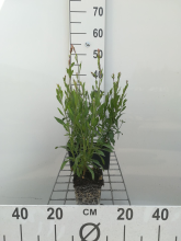 Planten Gaura lindheimeri 'Whirling Butterflies'   Prachtkaars   pot 9x9 cm  