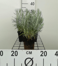 Planten Kerrieplant, kerriekruid   pot 9x9 cm (Helichrysum italicum)  