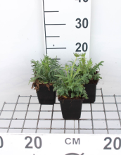 Planten Knautia arvensis   pot 9x9 cm  