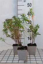 Planten Euphorbia polychroma   pot 9x9 cm  