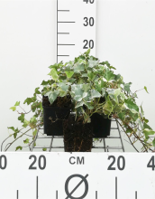 Planten Hedera helix 'Glacier'   pot 9x9 cm  
